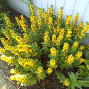 A747421b902be4de0a1e3f30e2b933c69G.jpg_960x960