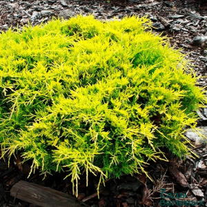 juniperus-media-gold-star-650x650 (2)