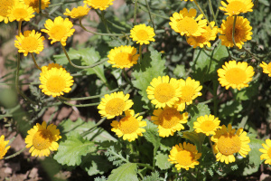 Cota_tinctoria_Anthemis_tinctoria_10