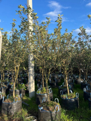 72E29BB9-E7E7-4052-825F-D2A50E35