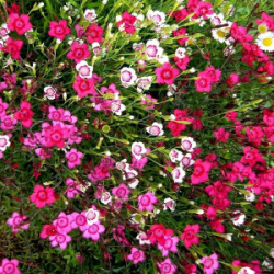 6903662530